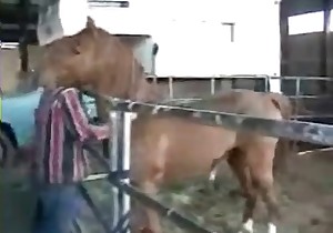 Dude is teasing a sexy young horse