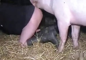 Accurate pussy licked by a nice pig