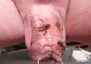 Flies in the truly crazy and filthy bestiality