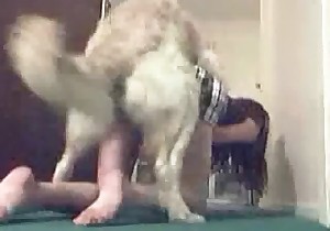 Truly impressive sex with a dog