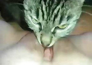 Cute cat licks a snatch