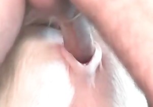 Trained animal impaled by a zoophilic male