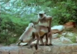 Monkeys fucking like crazy on cam