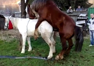 Watch two horses fuck like crazy