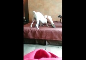 Accurate snatch is getting zoophilic pleasure