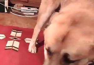 Young blonde is being fucked by a shepherd