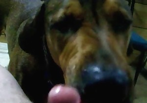 Hard cock of a dog is being licked