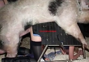 Sweet pics of hardcore bestiality sex