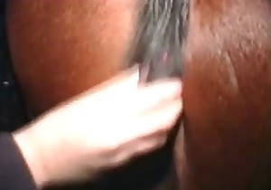 Good anal fingering for a stallion