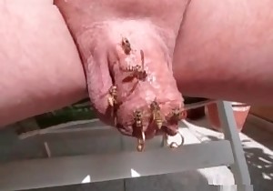 Flies in the truly crazy and filthy bestiality