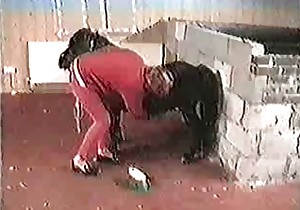 Horses are getting in the farm bestiality