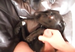 Lovely doggy gets a gorgeous facial load