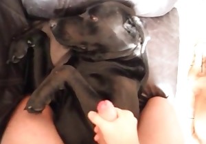 Lovely doggy gets a gorgeous facial load