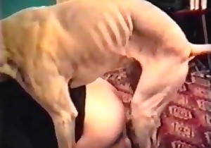 Trained dog in the dirty bestiality