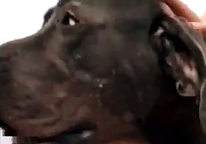 Doberman is being kissed by a beauty