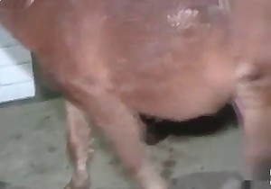 Small horse with a cock made of steel