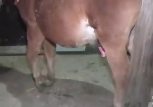 Small horse with a cock made of steel