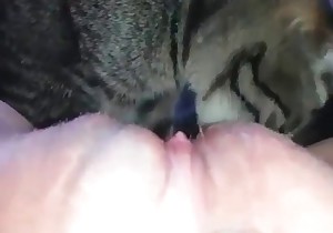 Cute cat licks a snatch