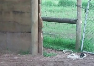 Dirty horse enjoys crazy bestiality