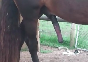 Dirty horse enjoys crazy bestiality