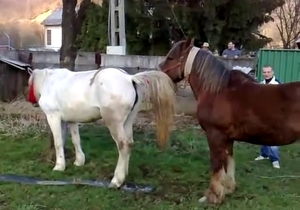 Watch two horses fuck like crazy