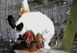Rabbit decides to fuck a hot chick
