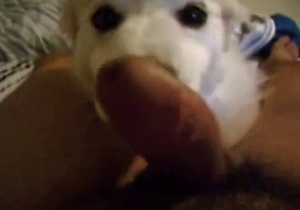 Sexy dog licking a tiny boner in POV