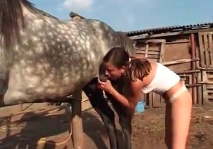 Sexy grey horse in passionate bestiality XXX