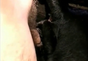 Man with a hairy ass has his way with a handsome animal