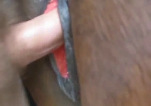 Dude fucked his farm horse from behind
