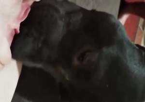 Skinny RU blonde lets this dog eat her out