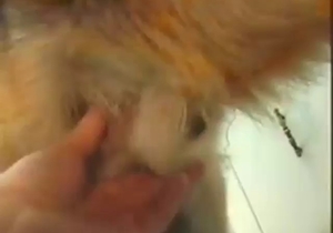 Terrific zoo sex scene with a close-up handjob