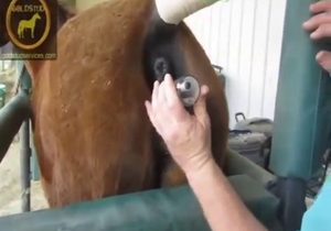 Zoo porn showing speculum play with horses