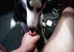 Playful doggy is giving some oral pleasures