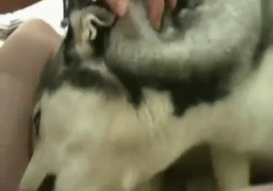 Scared-looking dog in HARD bestiality porn