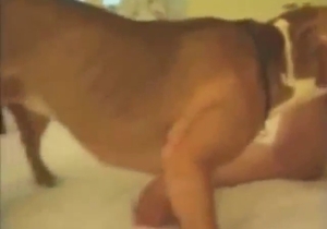 Classy bestiality sex with pussy licking on a bed