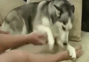 Sexy zoophile is going to fuck a crazy doggo