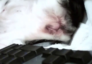 Dude fingering that tight hole of a sexy dog