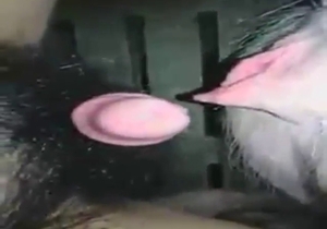 Outed as a pig fucker by this leaked porn video