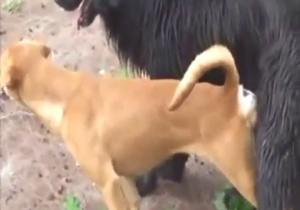 Dirty animals fucking each other way too hard