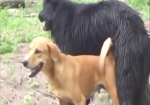 Dirty animals fucking each other way too hard
