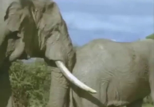 Lovley fuck movie with elephantтАЩs huge dick