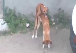 Brown dogs choose to fuck each other outside