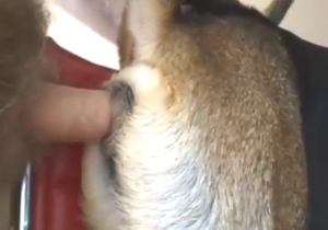 Hard-hitting fuck scene with a sexy beast