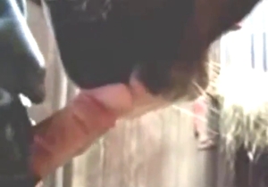 Dude gets his dick licked by a slutty mare