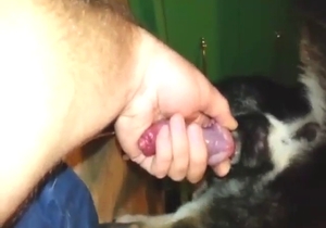 Jack off scene showing a guy and his dog