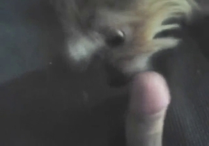 Nice-looking dick gets licked by a sexy doggo