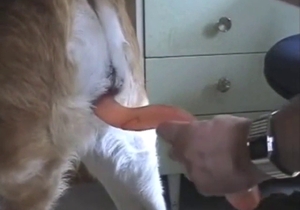 Dude is going to dildo a Saint Bernard with a toy