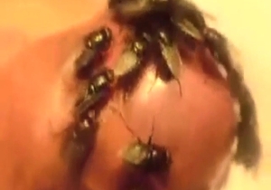 Smegma and serious stench in a cock-fly video