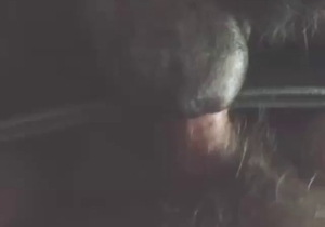 Black dog enjoying that hardcore close-up fucking